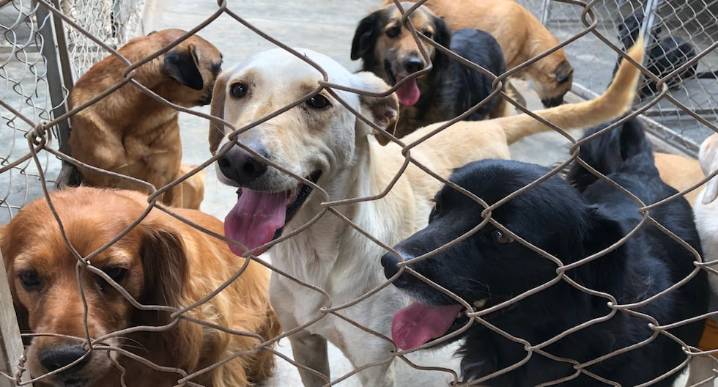 Congreso alista mayores penas por maltrato animal: Los años de cárcel que proponen
