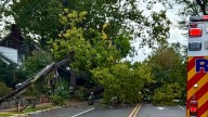 Man walks away unscathed after tree falls on car in DC