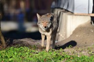 Housekeeper Attacked by Coyote While Out with Family Dog