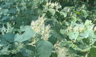 Invasive knotweed has a sweet side | Gloucester County Nature Club