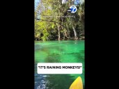 “It’s raining monkeys!”