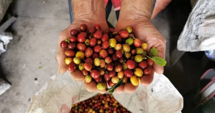 Walmart impulsará la llegada de más café colombiano a Estados Unidos