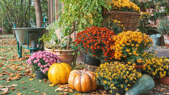 13 Stunning Fall-Blooming Flowers That'll Thrive In Shady Areas Of Your Garden