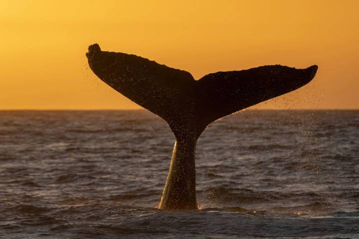 Maine man admits trafficking whale teeth and bird parts in illegal wildlife trade