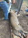 Capturan a felino que atacaba ganado