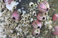 How do barnacles mate? Their penises taste and smell
