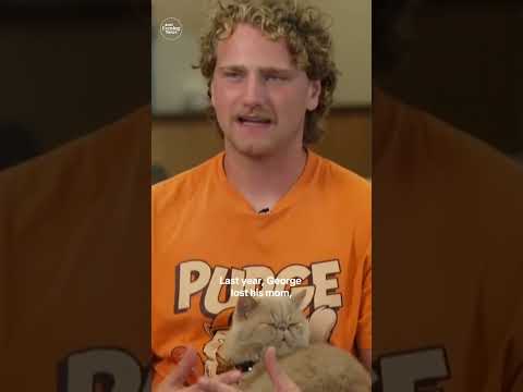 Pudge the cat steals the show at Bowling Green football games #shorts
