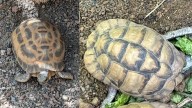 Critically endangered tortoises stolen from Indiana zoo found safe in park