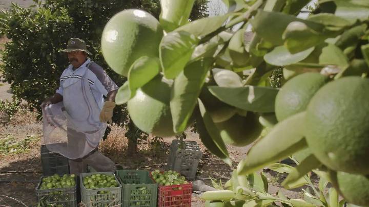 Plaga del “dragón amarillo” desploma precio de limón en Veracruz: productor