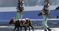 Las mejores imágenes del desfile militar de la Fiesta Nacional