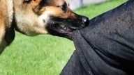 J&K Recorded Over 2 Lakh Dog Bite Cases in Past Three Years: Govt