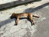 Silencian croquetas envenenadas a un callejero