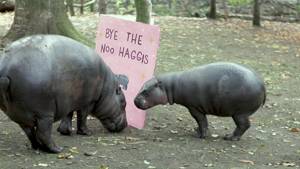 Zoo bids farewell to beloved pygmy hippo Haggis