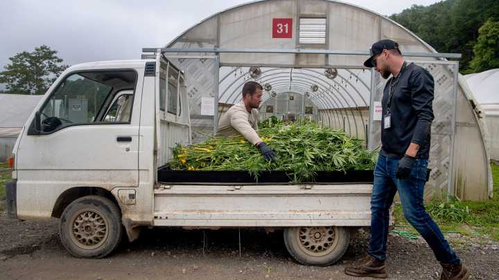 Here's what to know about NC Cherokee marijuana, Tillis…