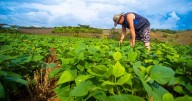 “Consumimos 13 millones de toneladas de comida, pero estamos produciendo solo el 15%”