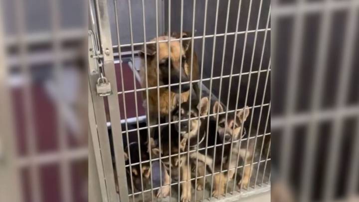 All Her Puppies Found Homes But No One Came For The California Mother Who Loved Them Most