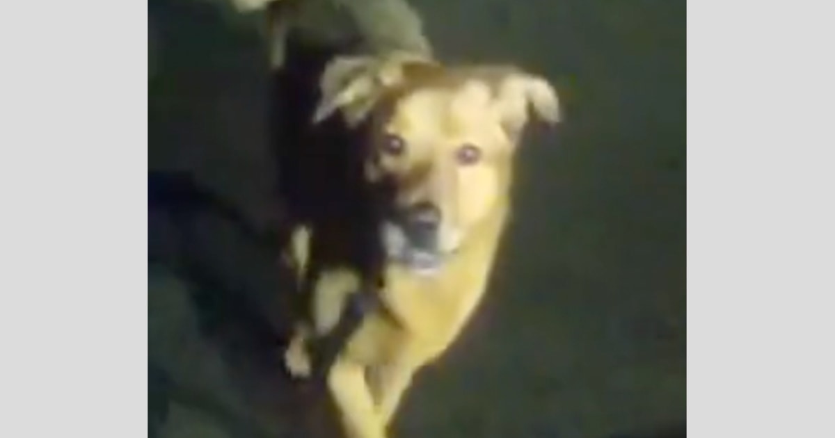 Dog leads authorities to missing Florida woman, authorities say