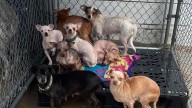 Fearful Chihuahua Found In Texas Hoarding House Finally Learns What Love Feels Like