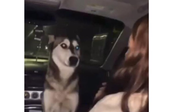 Video.- Denuncian caso de maltrato animal en Madera