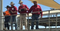 Strong demand for young steers, heifers at Dubbo store sale