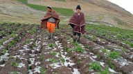 Gobierno indemniza con más de S/.49 millones a agricultores afectados por eventos climáticos