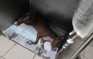 Dan prisión preventiva a hombre que αhҩrςҩ a perrita