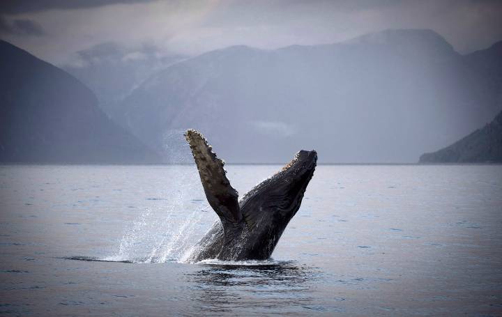 Whale watch firm ‘devastated,’ says its boat could have hit humpback later found dead