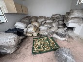 Detienen a traficante de tortugas, caballitos de mar y otros animales en Playas de Tijuana