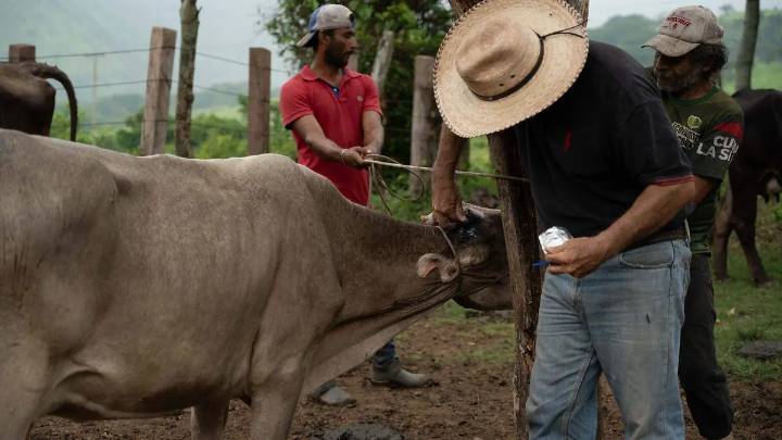 Puebla registra 17 casos activos de gusano barrenador, el mayor brote en su historia