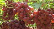 Agroindustrial Beta alista exportación de uva desde Piura: estos son sus proyecciones