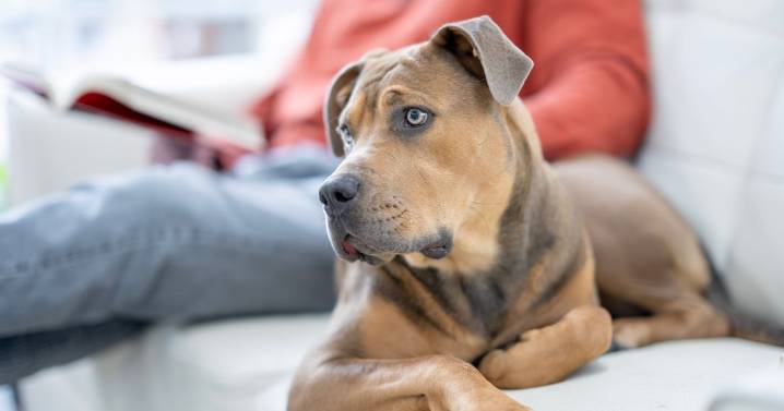 Nine symptoms of ‘severe’ winter dog illness and when to see a vet