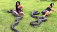 Social Media Shocked After Pet Snake Attacks Owner In Viral Video