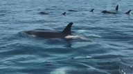 Raro avistamiento de una manada de orcas en peligro de extinción