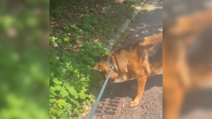 California Dog’s Sudden Fear Near Storm Drain Leaves Owner Searching For Answers