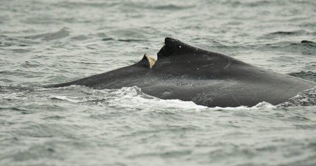 A timeline of boat strikes and entanglements involving humpbacks in B.C. waters