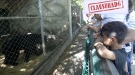 Clausuran el zoológico La Pastora ante malas condiciones de salud de la osa Mina