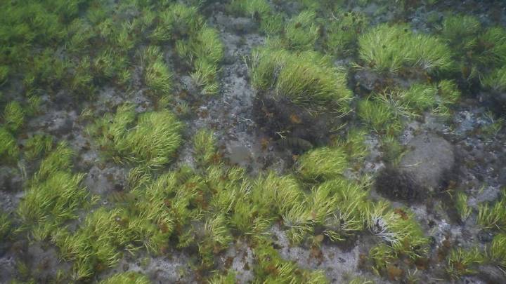 Así son los 13 ecosistemas marinos de la playa de Las Canteras