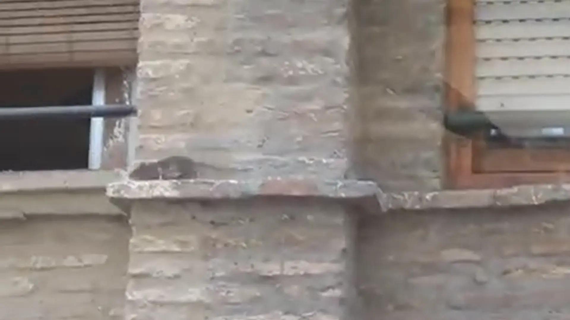 Vecinos del Arrabal denuncian la presencia de ratas: "Corren por las cornisas"