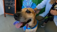'Barktober' 2025 happening this weekend