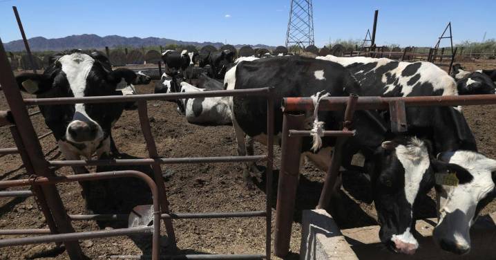 Disminuyen 28 % los casos de gusano barrenador en ganado
