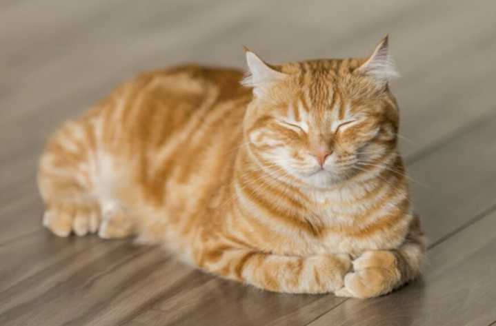 Horror en Biobío: Nieto mató al gato de su abuela y revelan burlesco maltrato al contarle noticia