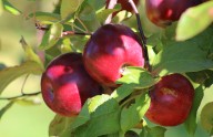 Maine’s drought could linger into next year’s apple crop 