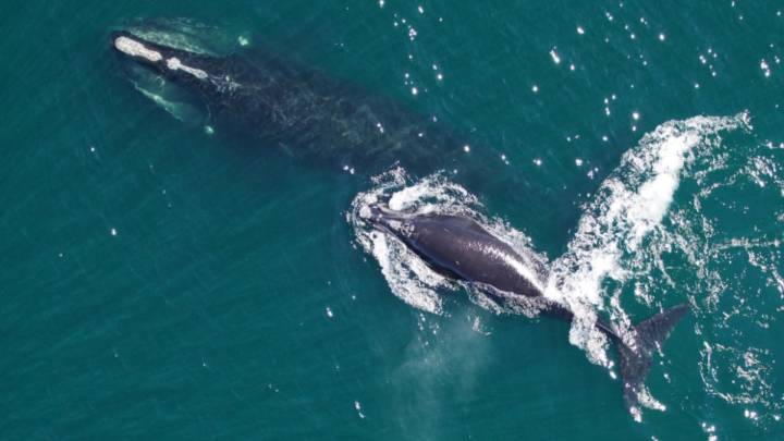 One of The Most Endangered Whales Is Swimming Back From The Brink of Extinction