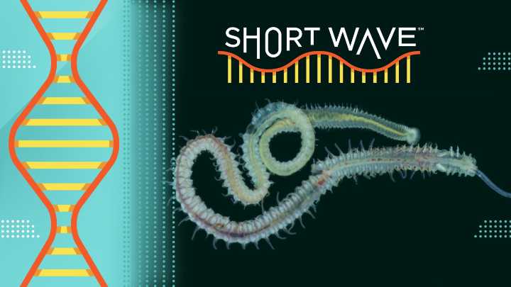 What these ancient parasite fossils tell us about parasites today : Short Wave : NPR