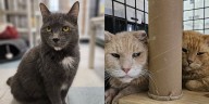 Pets with Potential: Meet Carolina, Jinret, and Leebit