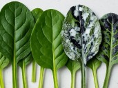 Retiro masivo de espinacas congeladas por estar contaminadas con listeria