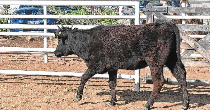 Ganadería bovina en Neuquén: “La idea es exportar genética y carne de Wagyu”