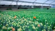 Chile es el país del Hemisferio Sur que más plantaciones de tulipanes tiene: ¿En qué región se cultivan estas flores?