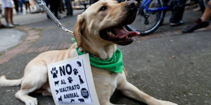 Habitante de calle degolló con un cuchillo a un perro en Barranquilla: el momento quedó en video