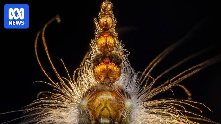 Albany woman wins international wildlife photography award for second time